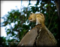DSC__WLP_0001-3.jpg
