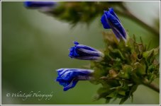 DSC__WLP_0001-5.jpg