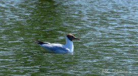 DSC_0678.JPG