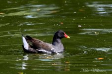 DSC_0702.JPG