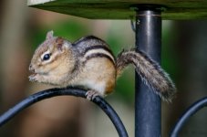 DSC_8595.jpg