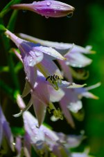 flower 7-6-13 opt.JPG flower 7-6-13 opt.JPG