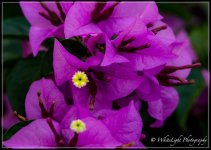 DSC__WLP_0001-10.jpg