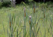 188 Cattails-130707_01.jpg