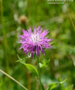 188 Cornflower-130707_01.jpg