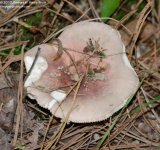 188 Mushroom-130707_01.jpg