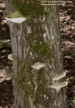 188 Shelf Lichen-130707-01_01.jpg