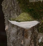 188 Shelf Lichen-130707-02_01.jpg