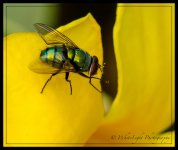 DSC__WLP_0001-13.jpg