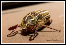 Day188WatermelonBug.jpg Day188WatermelonBug.jpg