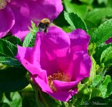 DSC_0620.JPG
