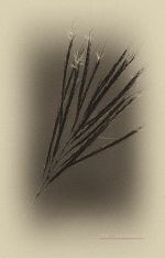 gras-1.jpg