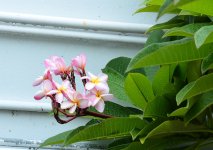 flower-srgb-1.jpg