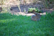 8th July 2013 Reb 024.jpg