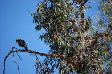 8th July 2013 Reb 026.jpg