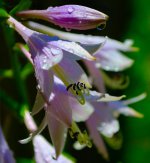 flower 7-9-13 opt.jpg