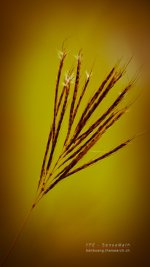 gras1-55-300-1.jpg