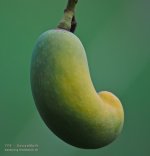 baby-mango-55-300-1.jpg