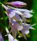 flower 7-9-13 opt2.jpg