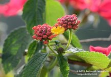 190 Red & Yellow Flower-130709_01.jpg