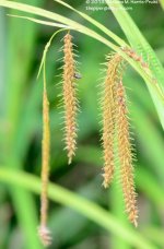 190 Grass Seeds-130709_01.jpg