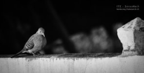 birdwall-1.jpg