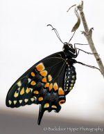 _D803900-Edit-2.jpg