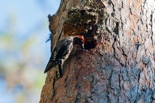 sapsucker.jpg