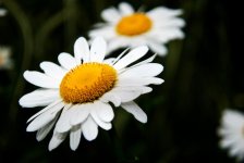 Whiteflowers.jpg