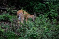 191 Deer-130710-02_01.jpg
