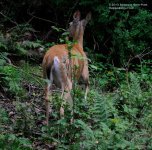 191 Deer-130710-05_01.jpg