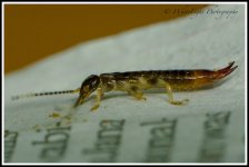 DSC__WLP_0001-27.jpg