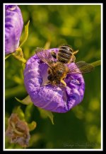 Day191Bee1.jpg