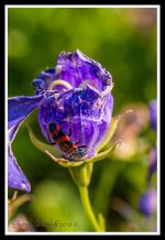 Day191Bee2.jpg