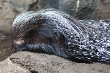 Bad Hair Day (1 of 1).jpg