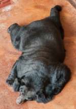 Bear (1 of 1).jpg