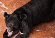 Bear3 (1 of 1).jpg