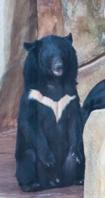 Bear1 (1 of 1).jpg