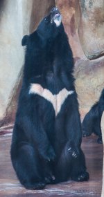Bear2 (1 of 1).jpg