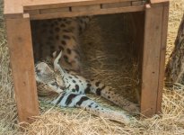 Cat in Box (1 of 1).jpg