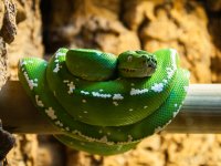 Green Tree Boa (1 of 1).jpg