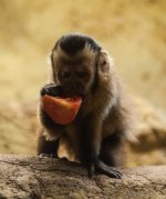 Monkey1 (1 of 1).jpg