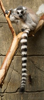 Ring Tail Lemur (1 of 1).jpg