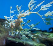 Sea Dragon (1 of 1).jpg