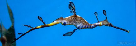 Sea Dragon1 (1 of 1).jpg