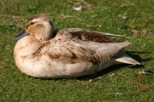 IMG_0026.JPG