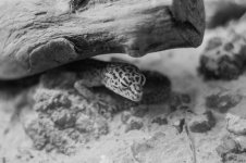 Leopard Geko (1 of 1).jpg