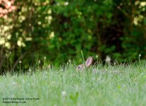192 Rabbit-130711-01_01.jpg