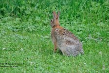 192 Rabbit-130711-18_01.jpg