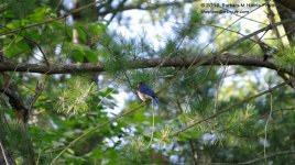 192 Bluebird-130711_01.jpg